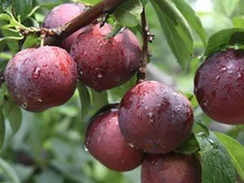 Loại quả “hot” mỗi mùa hè: ngon, bổ, rẻ nhưng 5 nhóm người sau cần hạn chế ăn