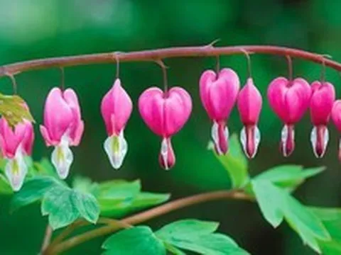 4 loại cây không được cắt tỉa trong tháng 5