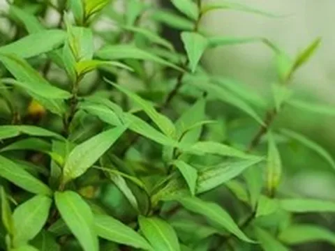 Lời khuyên dành cho các gia đình đang trồng rau răm
