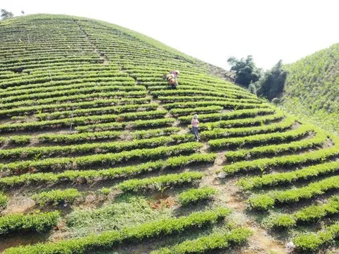 Từ cây chè phủ xanh đất trống đến “cây sinh kế bạc tỷ” vùng cao Thanh Hóa