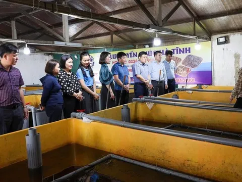 Khởi nghiệp với mô hình nuôi lươn không bùn, người phụ nữ ngồi chờ hái “quả ngọt”