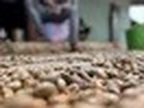 'Vàng treo trên cây' giúp Việt Nam xuất khẩu bỏ xa thế giới, nhưng vẫn phải mua hàng trăm nghìn tấn từ Campuchia
