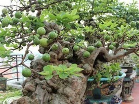 3 lý do bạn nên trồng một cây ổi trong nhà