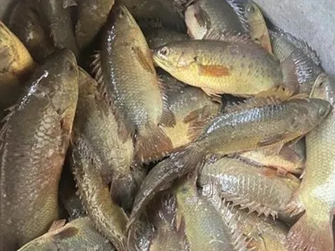 Loài cá ít thịt, nhiều xương nhưng nổi tiếng thơm ngon, gắn liền với ký ức tuổi thơ mỗi mùa mưa về