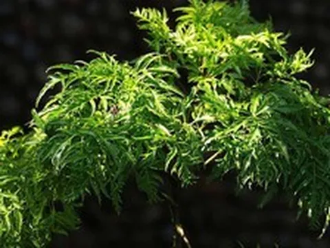 Vì sao người xưa thường trồng một cây đinh lăng trong nhà?