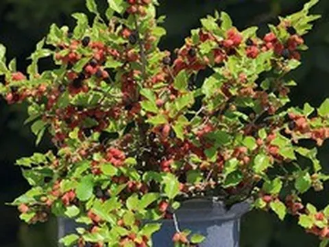 8 loại cây ăn quả trồng ở ban công hay sân thượng đều chi chít trái
