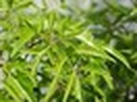3 ý nghĩa phong thủy khiến người xưa chọn trồng cây đinh lăng trước nhà