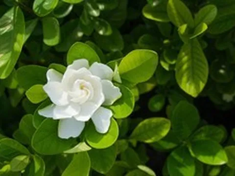 5 loại cây thơm phức, rất nên trồng trong vườn nhà: Mang lại vận may, hạnh phúc