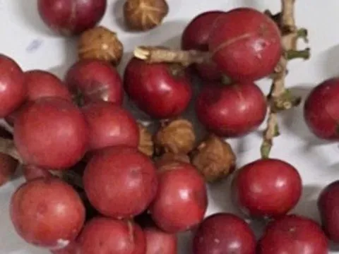 Hơn 200 học sinh ngộ độc nghi do ăn quả lạ