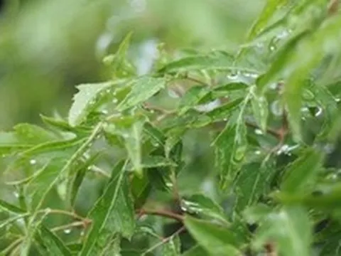 Đinh lăng được ví như “nhân sâm của người nghèo”: Đây là 5 tác dụng chữa bệnh tuyệt vời