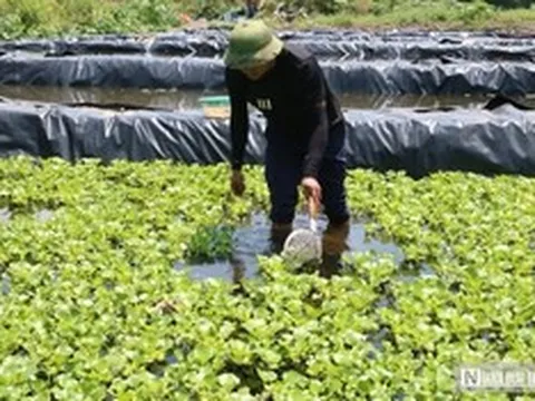 Bỏ việc lương hàng nghìn USD ở nước ngoài, anh nông dân lên khe núi nuôi con "một vốn bốn lời"