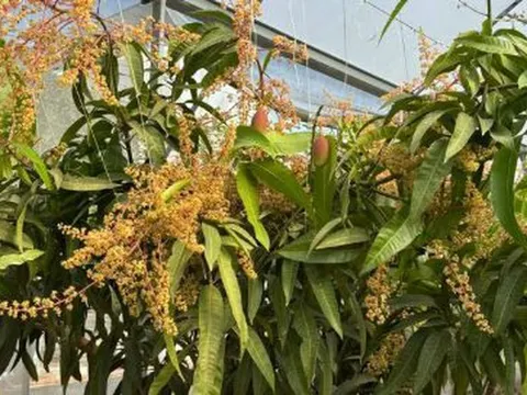 Quả "trứng mặt trời" đắt đỏ bậc nhất thế giới, 100 triệu đồng/cặp, ở Việt Nam có người trồng thành công