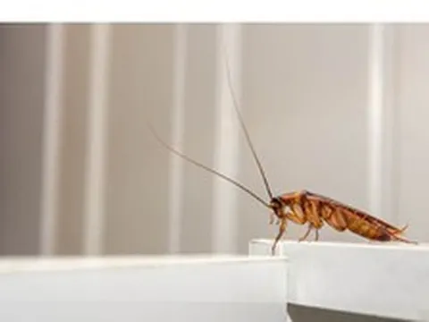 5 loại mùi mà gián rất ghét, ngửi thấy là tránh xa