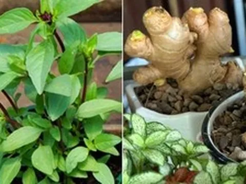 3 cây gia vị nên trồng trong nhà