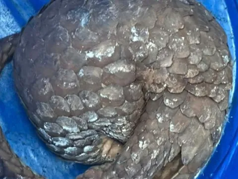 Đi soi ếch, người đàn ông phát hiện loài vật "cực quý hiếm"