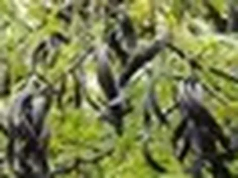 Loại quả 'mọc hoang' của Việt Nam 'khát hàng' tại Trung Quốc, giá hơn 2 triệu đồng/kg