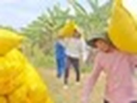 Lý do Việt Nam nhập khẩu lúa gạo đứng thứ 2 thế giới