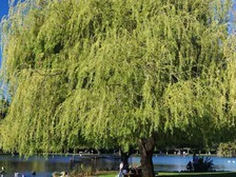 6 loại cây chớ nên trồng trong sân nhà