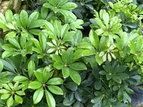 Lợi ích khi trồng cây ngũ gia bì