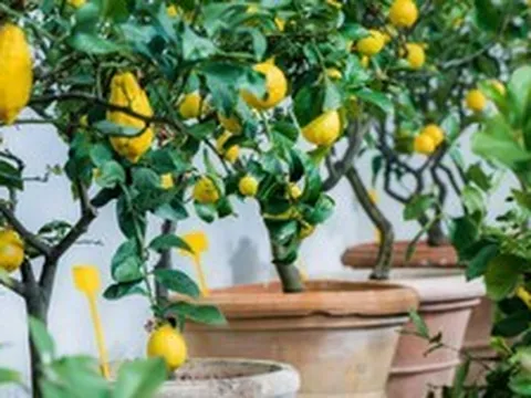 7 loại cây ăn quả có thể trồng ở ban công: Loại cuối cùng khiến nhiều người bất ngờ