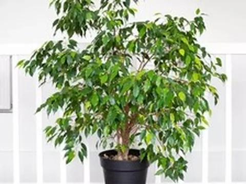 8 loại cây chớ nên trồng trong nhà