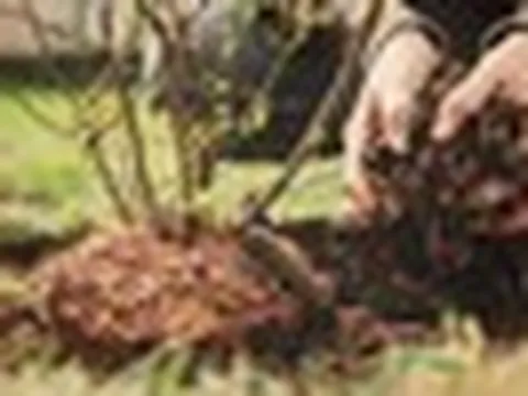 Chuyên gia cảnh báo: Làm ngay điều này trước khi nắng nóng “thiêu rụi” khu vườn