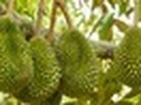 Tránh Việt Nam và Thái Lan, một đối thủ sầu riêng chọn lối đi riêng: Không chạy theo sản lượng, tập trung bán phân khúc cao cấp tại Trung Quốc