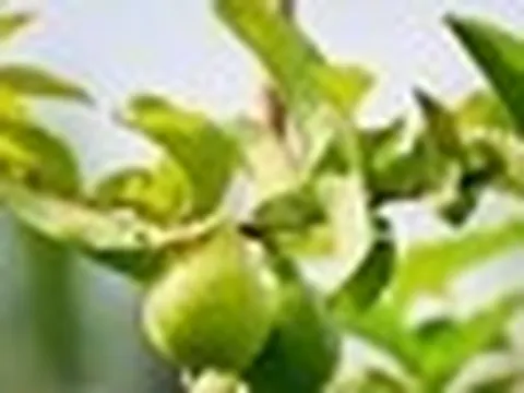 3 công dụng của lá ổi, biết để tận dụng ngay