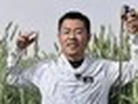 Phát hiện loại lúa lạ cao hơn con người, được trồng la liệt ở vùng đất gần 700 ha, mỗi năm thu 40.000 tấn