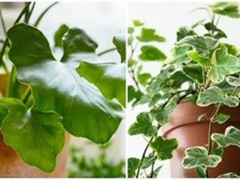 6 loại cây không nên trồng trong nhà