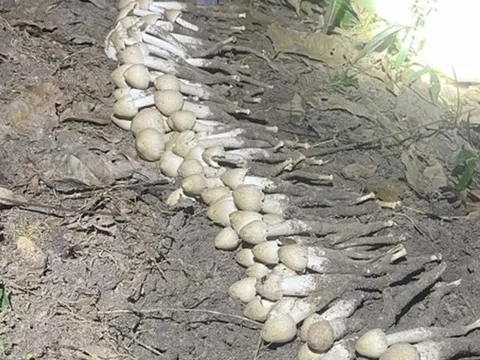 Loài cây "từ đất chui lên", giá hơn 1 triệu/kg vẫn có người mua