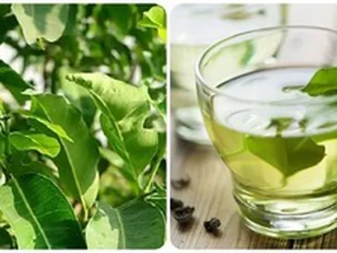 Uống nước vối có tác dụng gì?