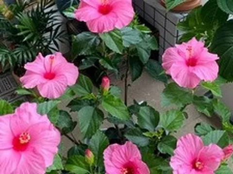 “Hoa thì xanh tốt mà người cứ mệt mỏi”: 6 loại cây cảnh nhiều gia đình vẫn trồng trong nhà nhưng tiềm ẩn không ít rắc rối