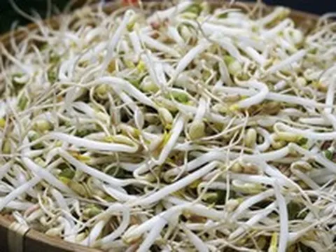 'Nước kẹo' dùng để ủ giá đỗ nguy hiểm thế nào?