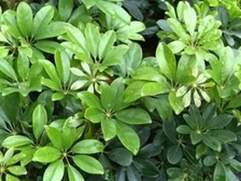 Công dụng của cây ngũ gia bì
