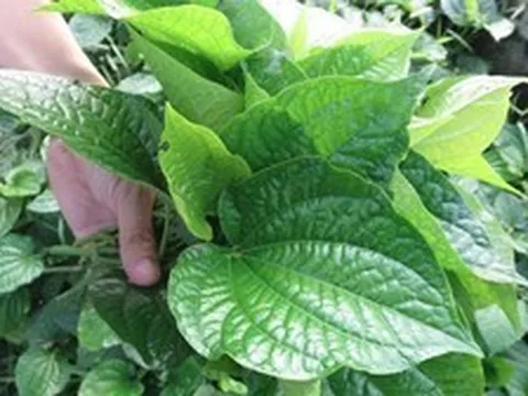 Vì sao nhiều gia đình xưa trồng cây lá lốt sau bếp?