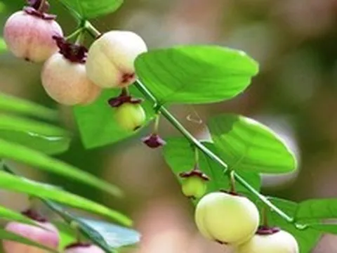 Công dụng của rau ngót
