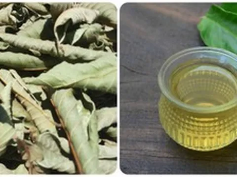Uống nước lá ổi khô mỗi ngày có tốt không?
