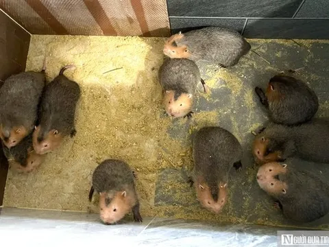 Cặp vợ chồng ở Nghệ An về quê nuôi con “ngủ ngày cày đêm” lãi hàng trăm triệu đồng