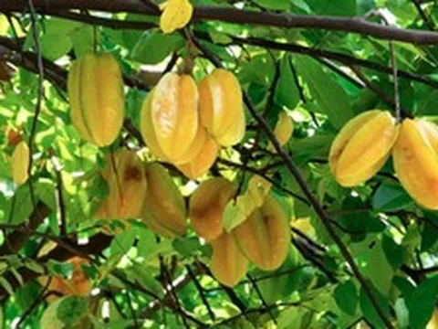 Vì sao người xưa thường trồng cây khế trong sân nhà?