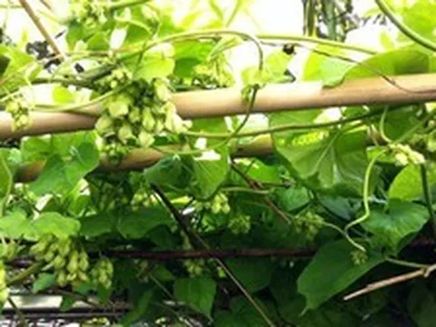 3 lý do vì sao bạn nên trồng cây thiên lý trước nhà