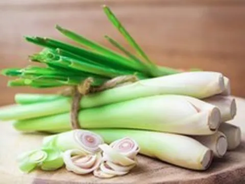 Vì sao người xưa thích trồng cây sả quanh nhà?