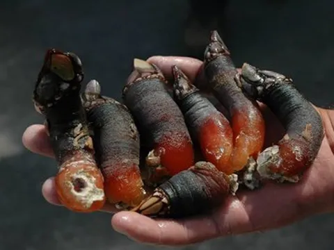 Đặc sản "ngón tay quỷ", nghe tên đã rùng mình giá hơn 5 triệu/kg vẫn có người mua