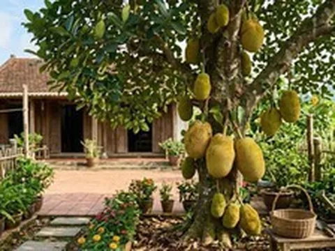 Vì sao người xưa thường trồng cây mít trong vườn nhà?