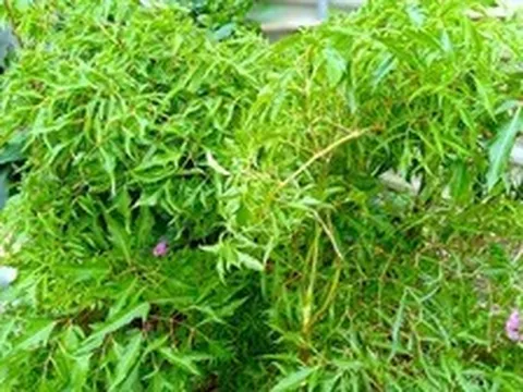 Ít ai ngờ loại cây quen thuộc với người Việt lại có hoạt chất tương tự nhân sâm