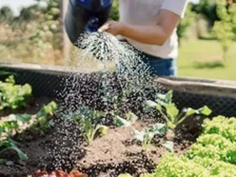 Chuyên gia tiết lộ thời điểm tưới cây tốt nhất lúc này - không phải sáng sớm