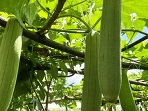 Người có axit uric cao nên ăn gì? Quả mướp được nhắc tên, nhưng còn 3 loại rau khác đáng chú ý hơn