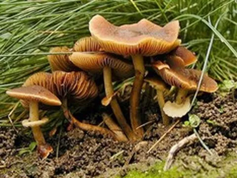 Hái loại cây màu nâu sau nhà ăn, 3 người lập tức nhập viện
