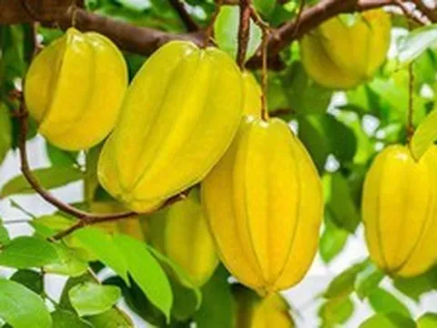Vì sao ông bà ta hay trồng khế, chanh hoặc bưởi quanh nhà?