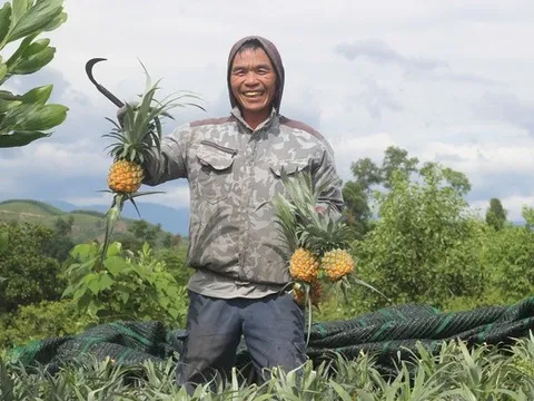 Làm giàu từ mô hình trồng dứa theo chuỗi liên kết bền vững